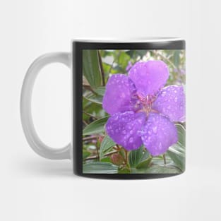 Rain drops on Lasiandra Mug